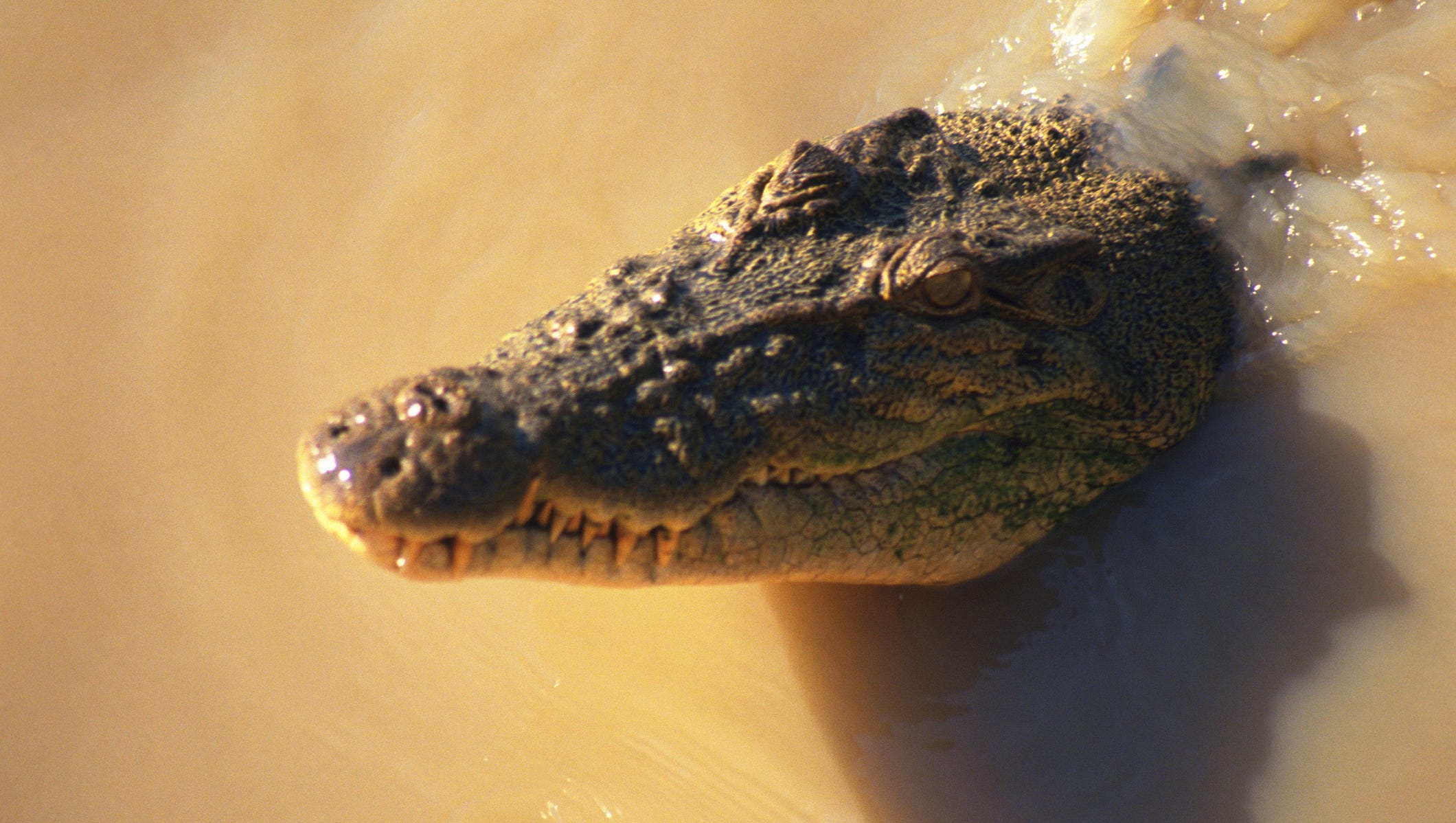 Colorado Man Suffers Vicious Croc Attack At Costa Rica Beach Colorado Man Suffers Vicious Croc Attack At Costa Rica Beach