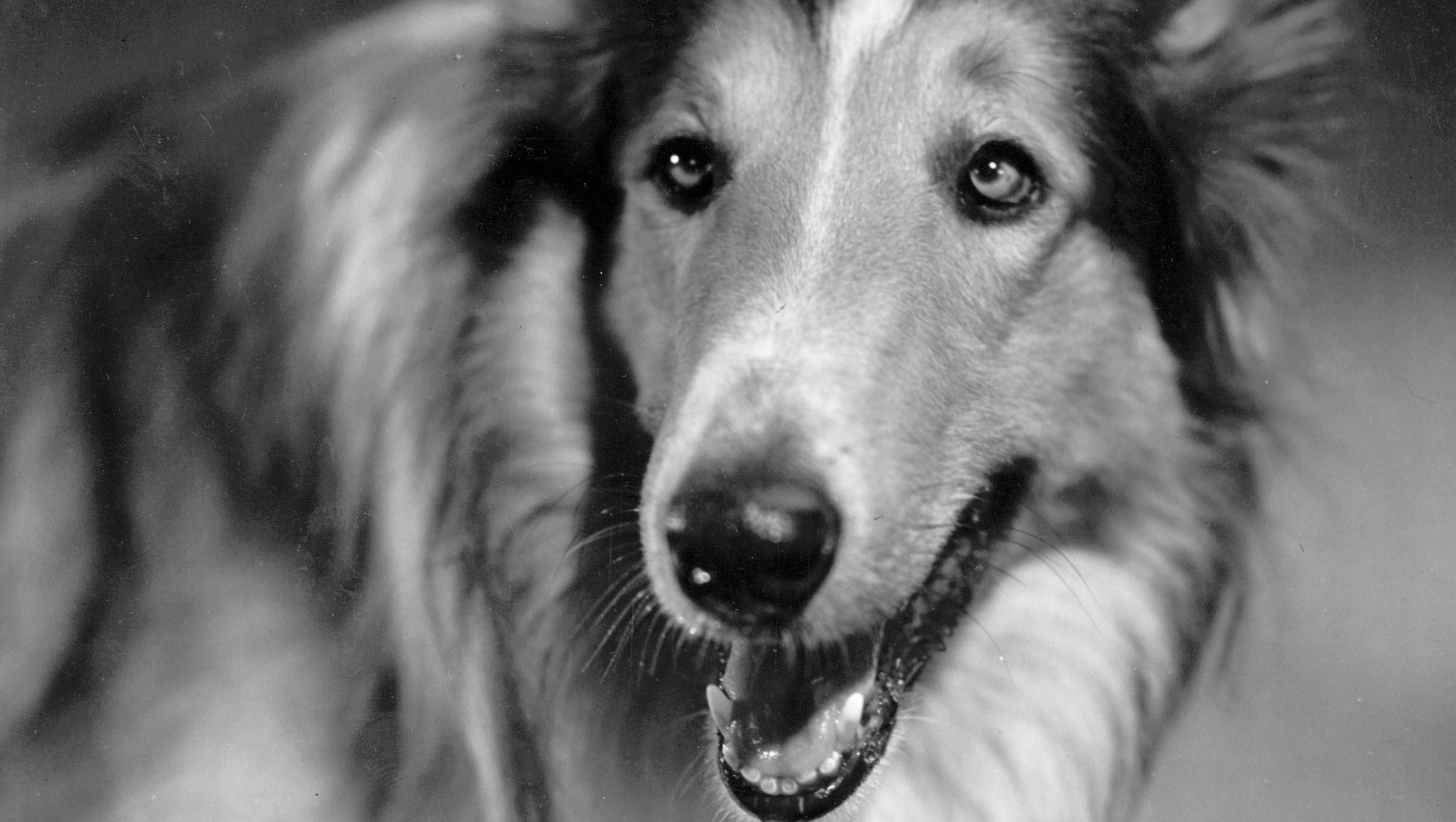 The 10 best movie dogs ever Where do Toto, Dug and Marley rank?