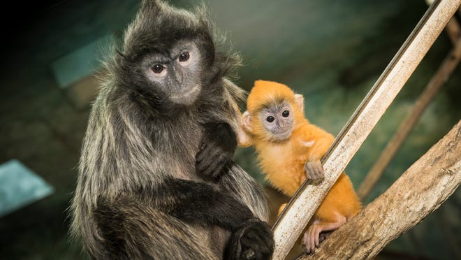 Baby zoo animals: New additions to spot during winter 2016 Baby zoo animals: New additions to spot during winter 2016