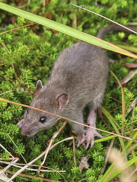 Livonia residents struggle to keep rodents at bay