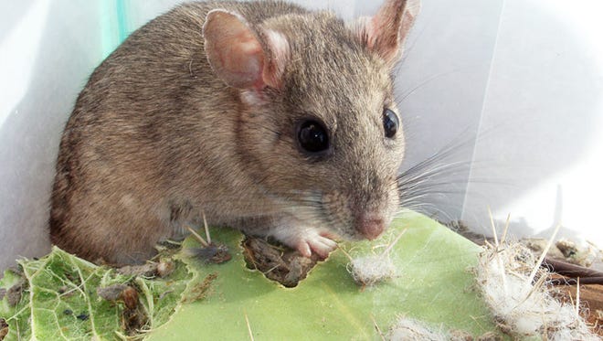 The scientifically named Neotoma albigula is more commonly known as the white-throated wood rat. It nibbles away, blissfully unaware of his impending fate.