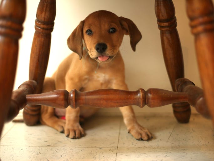 des.f08xxFamousAnimals.bh 291