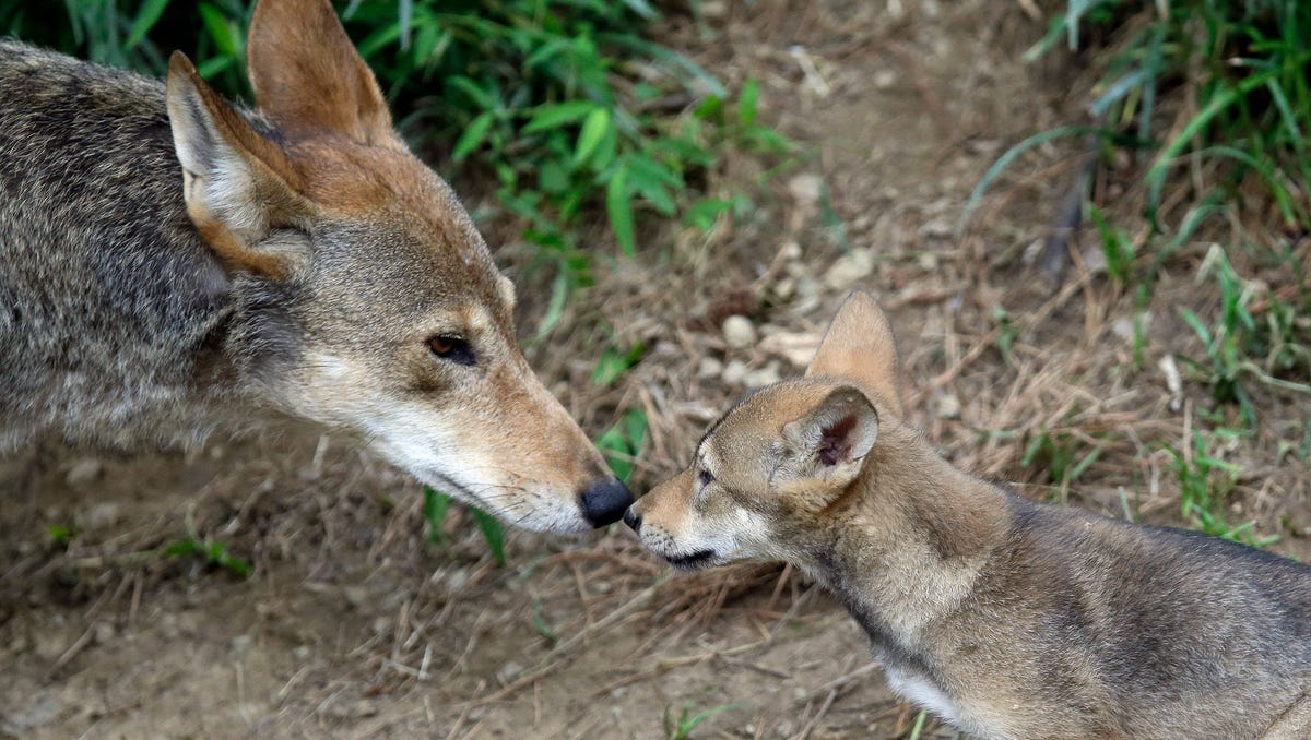 The Red Wolf has been listed as critically endangered by the IUCN since 2004. All inhibit North Carolina and are protected with 60% private land for the wolves, and 40% public land in the state. (Source: IUCN Red List of Threatened Species)  