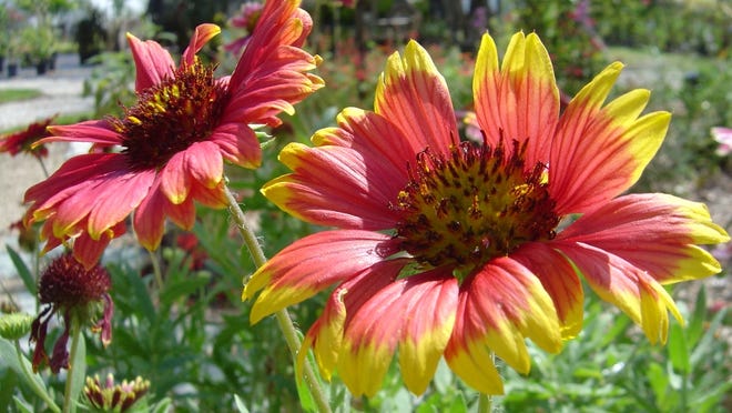Gaillardia blanket flower is a colorful, native ground cover that does well with high salinity.