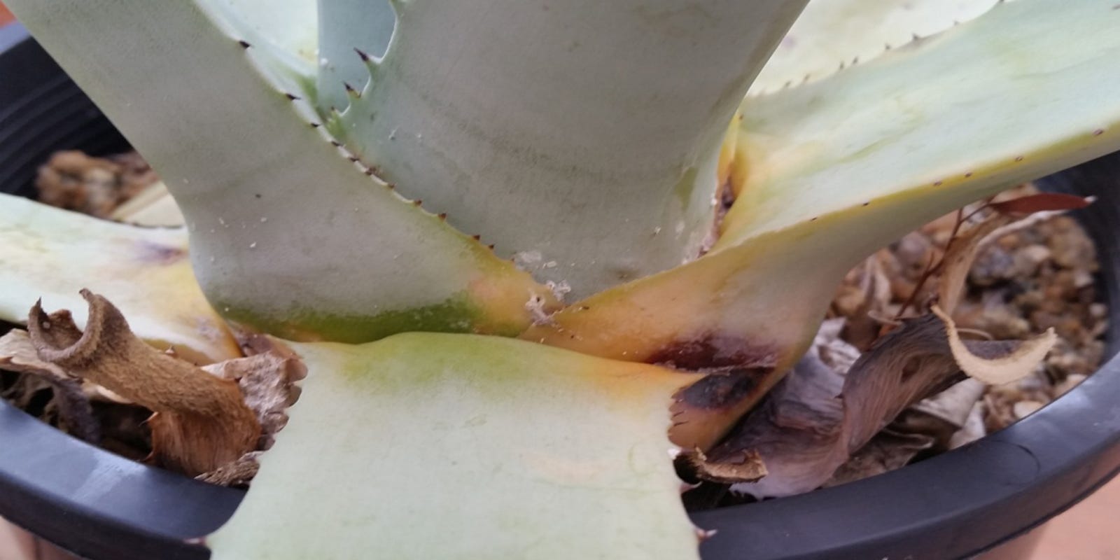 Reader Brown Grocery Sacks Cardboard Boxes For Frost Cover
