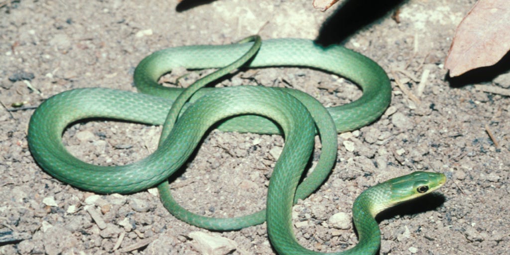 Rough Green Snake Opheodrys Aestivus Aestivus,Etiquette Rules Table Manners