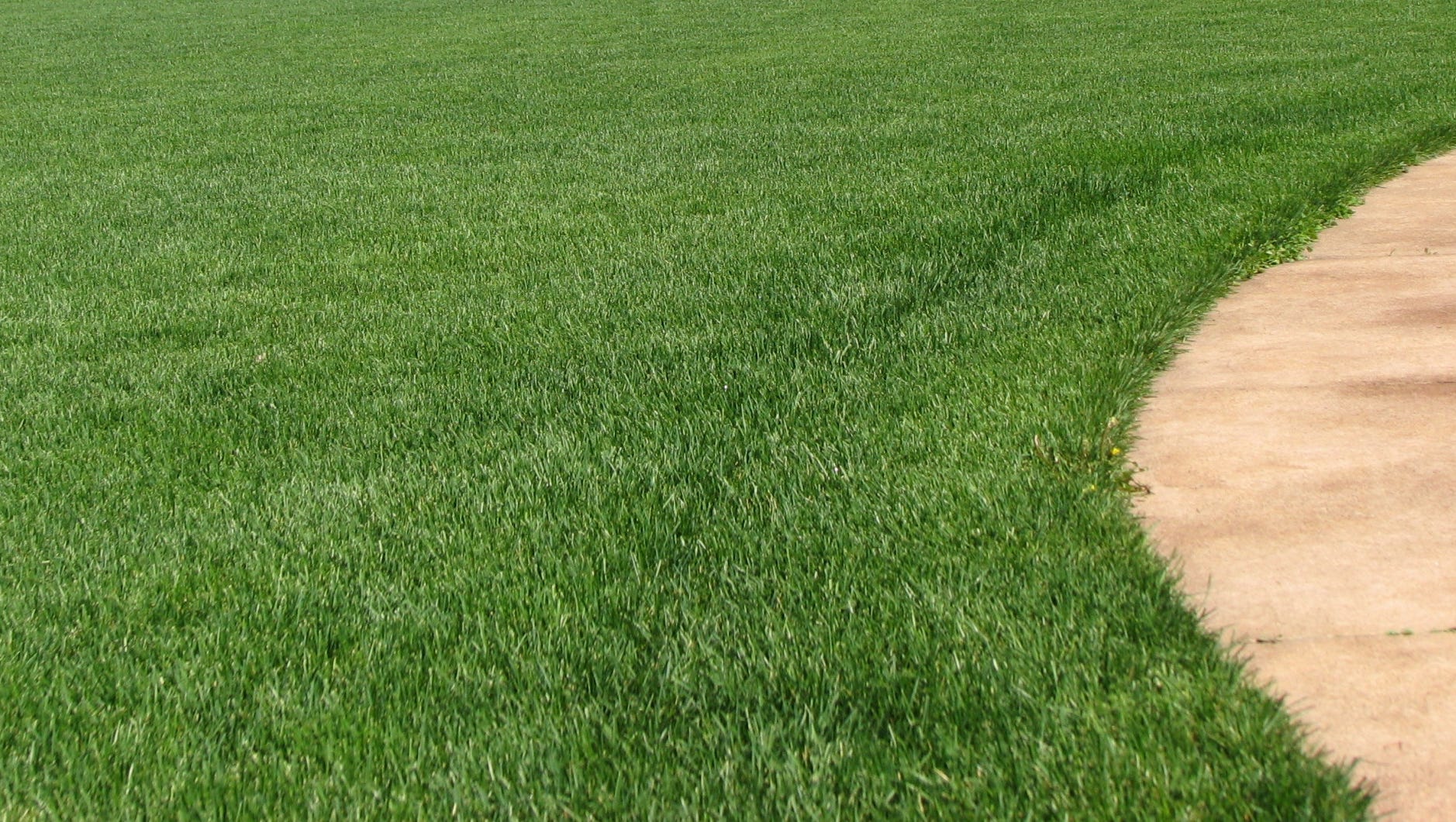 Spring lawn care: Reseeding tips to fix bare spots, thin grass stands