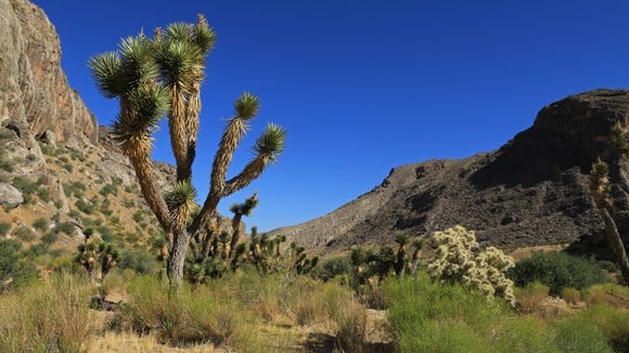 Drink The Tonic Of Nature At Utah S Joshua Tree Landmark