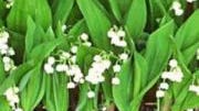 Lily of the Valley