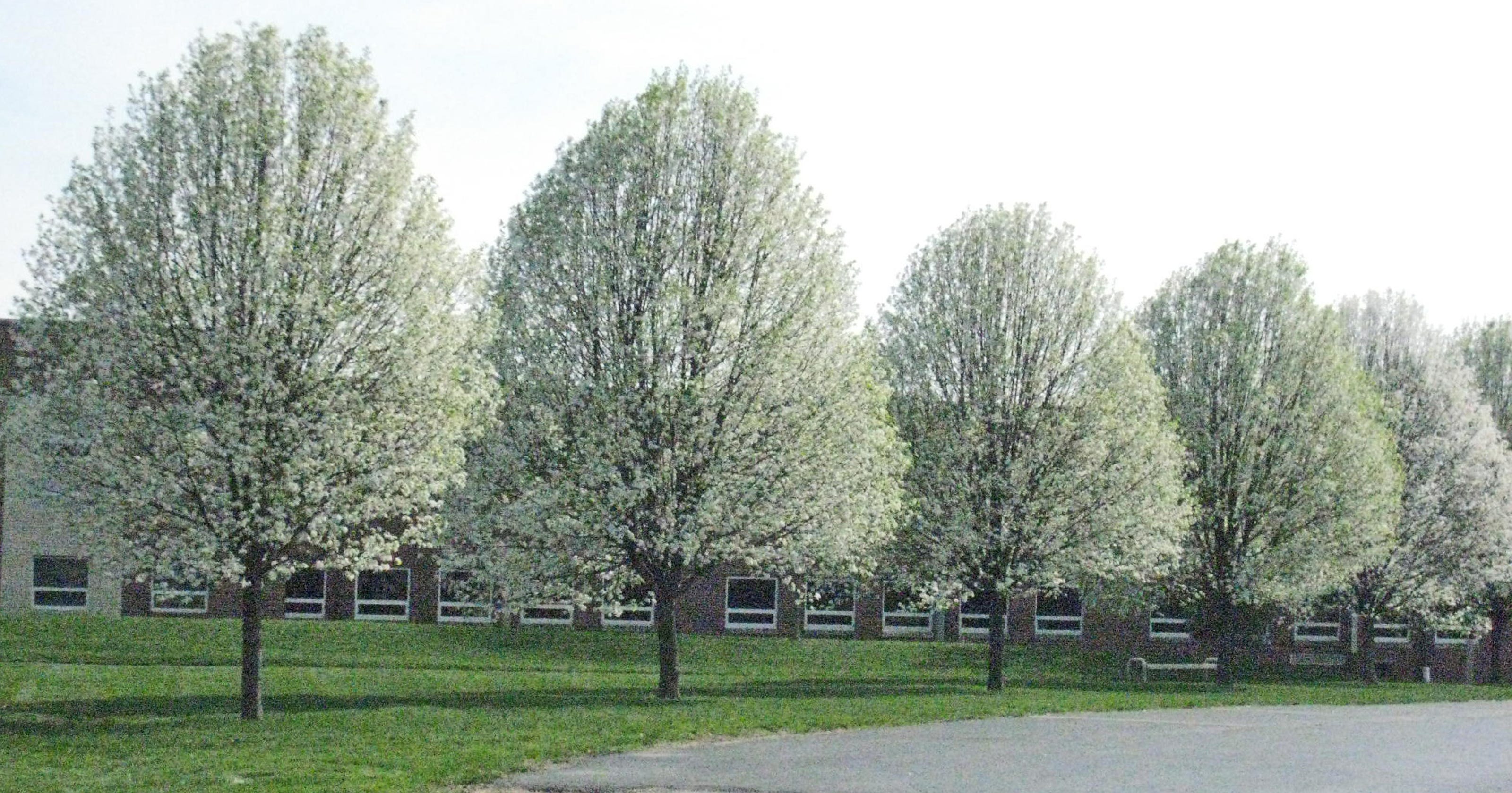 LET'S GROW: Cleveland pear trees are best for driveways