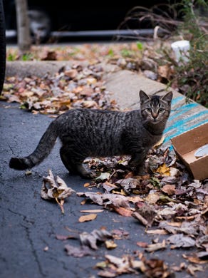 Editorial We Can T Kill Our Way Out Of Stray Cat Problem