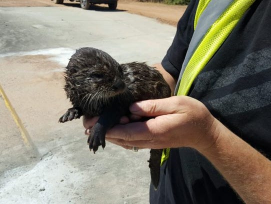 SRP crew members rescued a baby otter from the Arizona