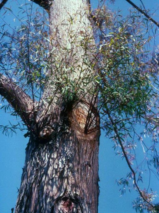 Get rid of water sprouts and suckers before it's too late