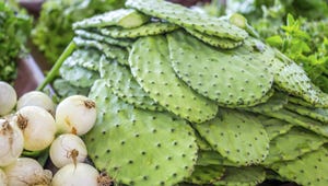 Nopales: Prickly-pear cactus pads eaten as a vegetable.