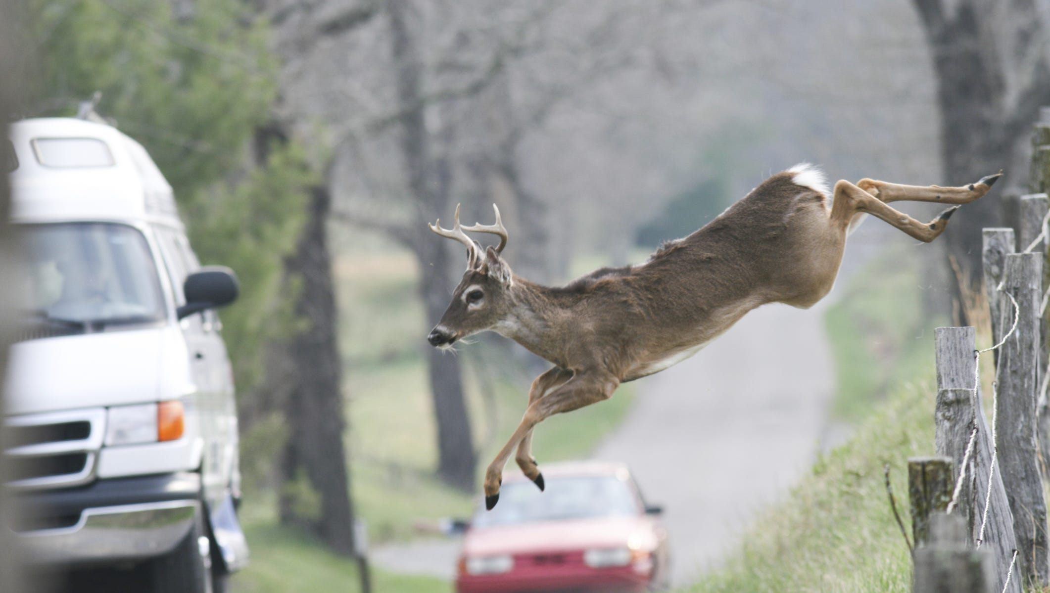 Roadkill: Kentucky leads the nation in eating it Roadkill: Kentucky leads the nation in eating it