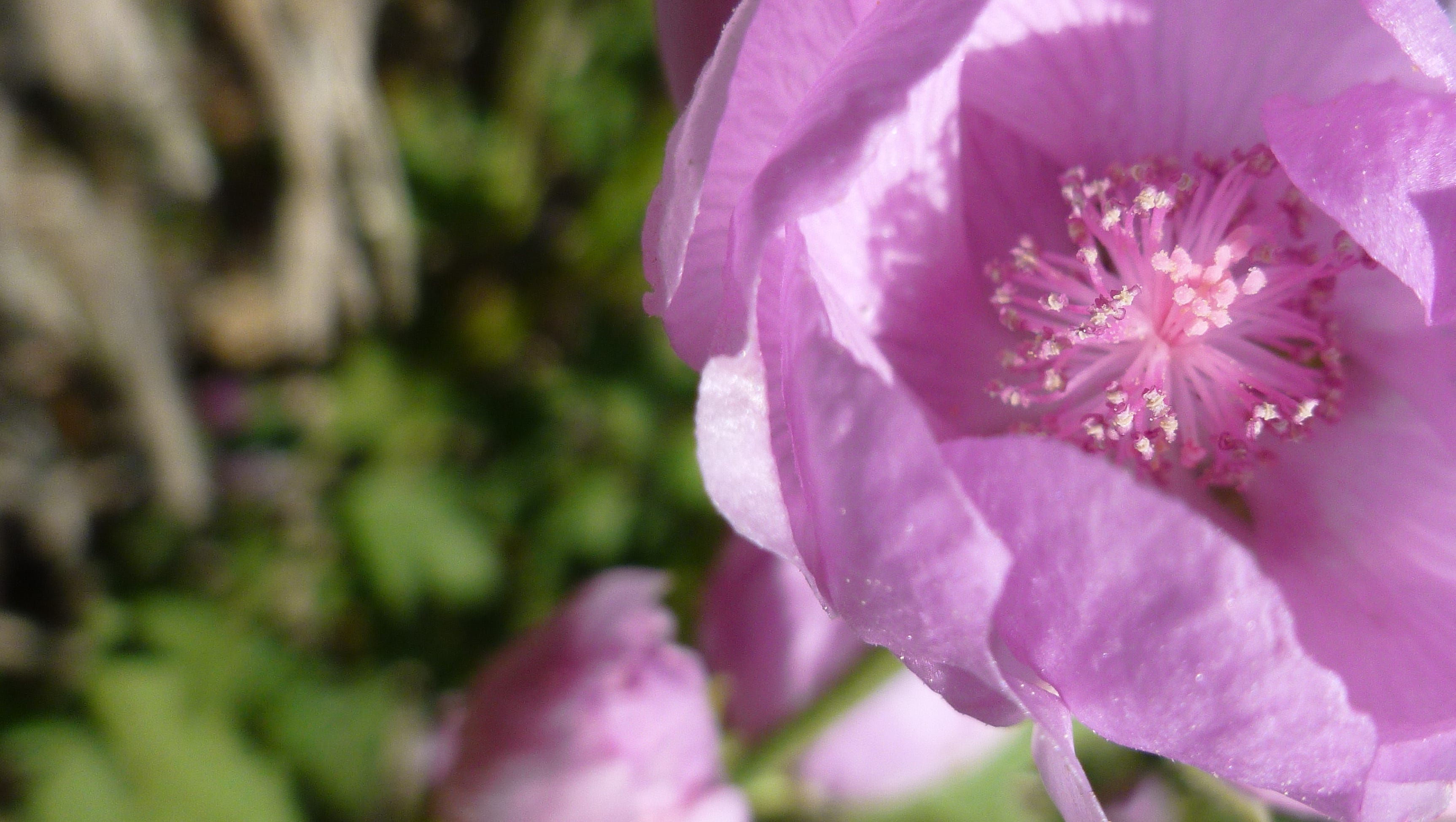 These Flowers Only Bloom After Forest Fires