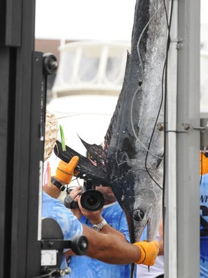 The winning catch at the White Marlin Open in the white marlin category, at 76.5 pounds, caught by the Kallianassa from Naples, Florida, is now the subject of a court case.