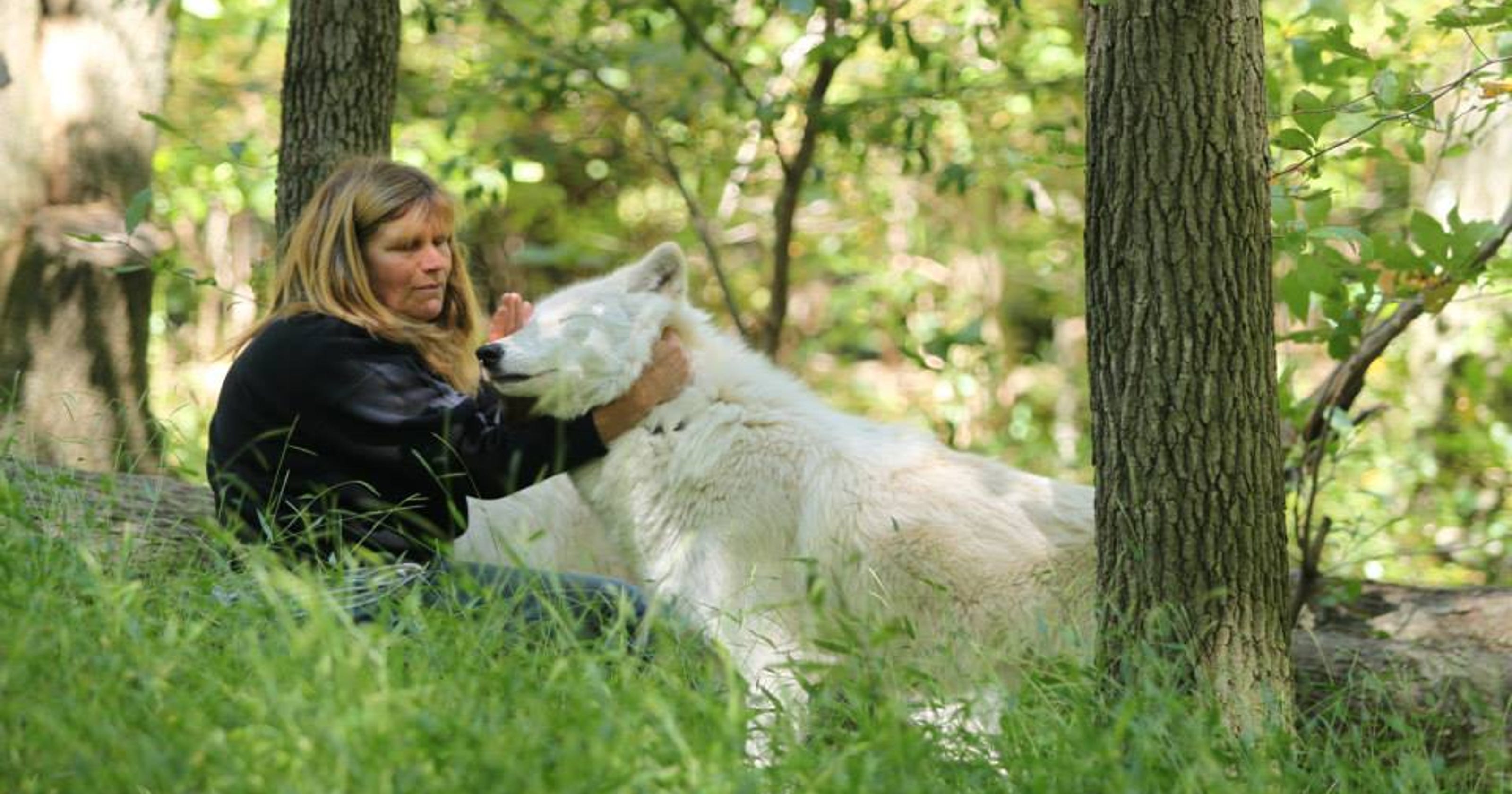 Travel: Wolves run wild in NJ at Lakota Wolf Preserve