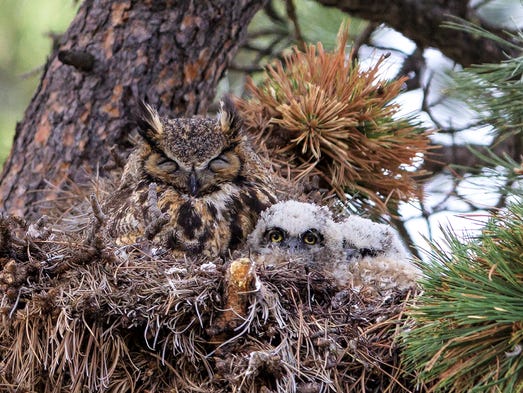 Over 270 species of birds have been reported in the