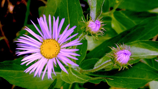 peffley aster a quintessential fall flower peffley aster a quintessential fall flower