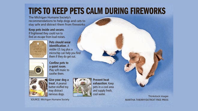 Don T Let Your Dog Freak Out Over Fireworks