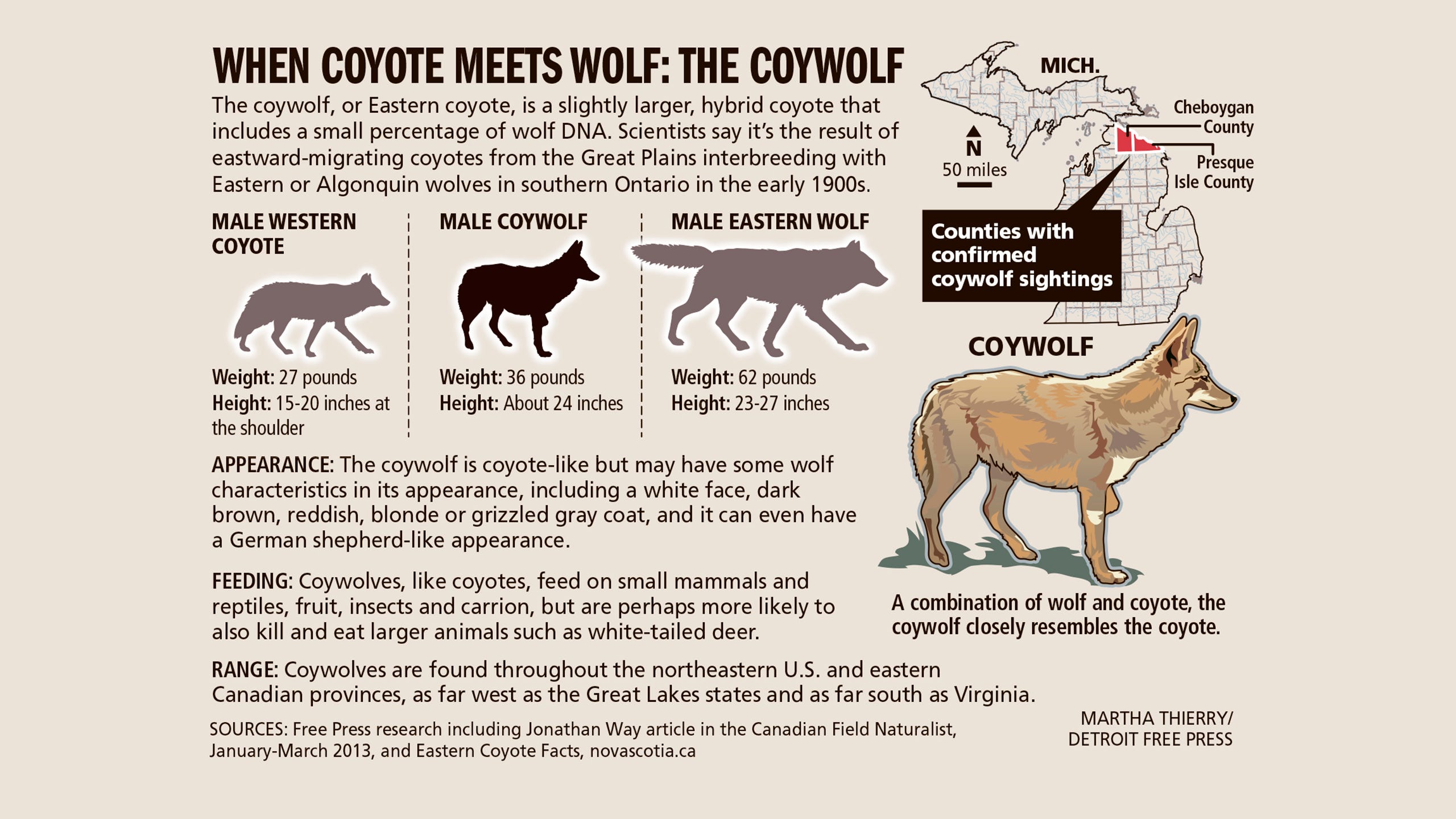 Michigan's mysterious, misunderstood coywolves Michigan's mysterious, misunderstood coywolves