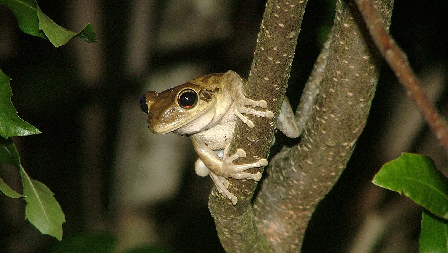 Cuban Tree Frog: Invasive Species Takes Over Resident's Yard
