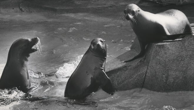 A quartet of sea lions frolics in the water at the Milwaukee County Zoo. This photo was published in the Sept. 14, 1978, Green Sheet section of the Milwaukee Journal.