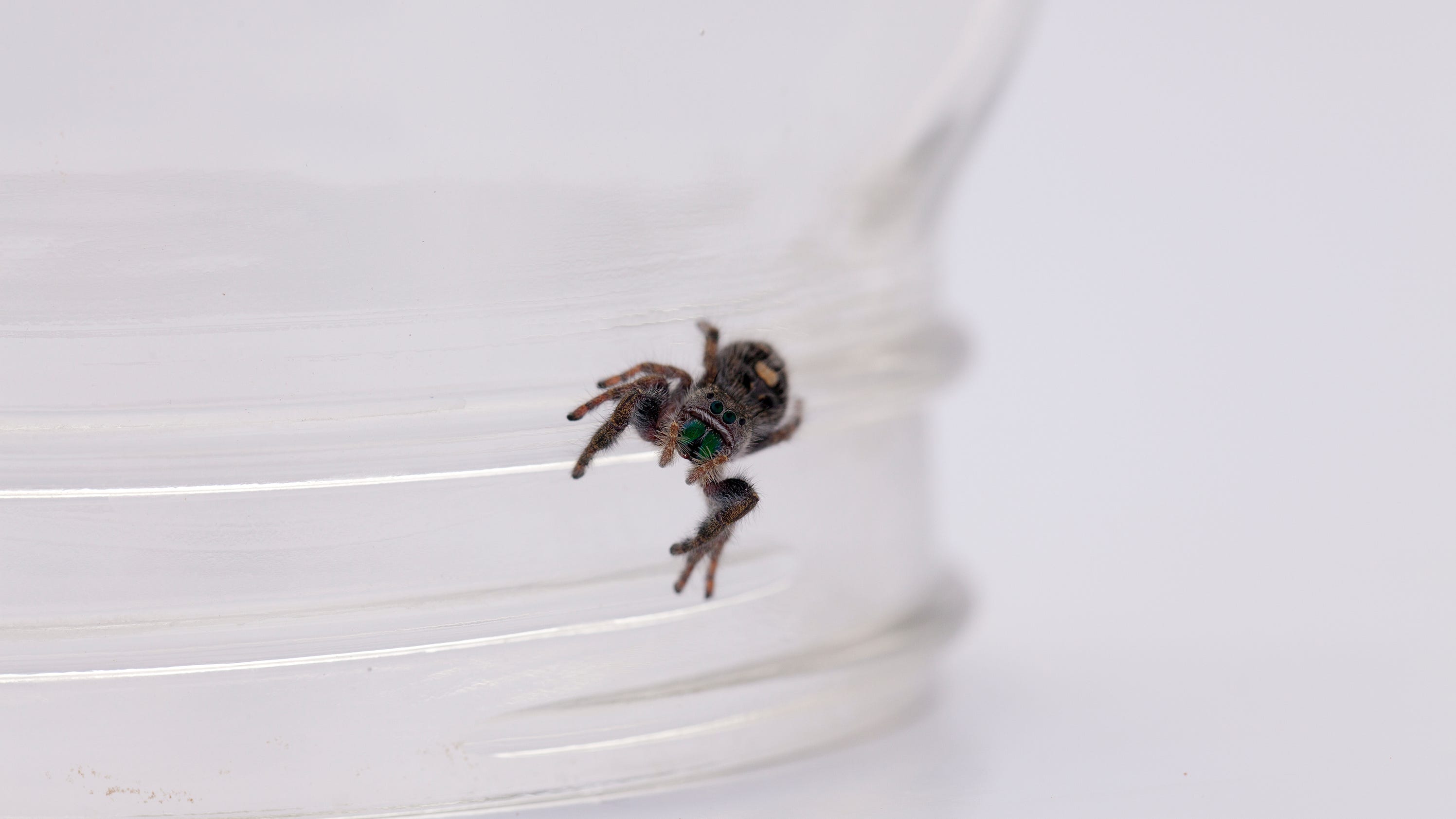 Spider phobia? Try a vacuum, not a blowtorch