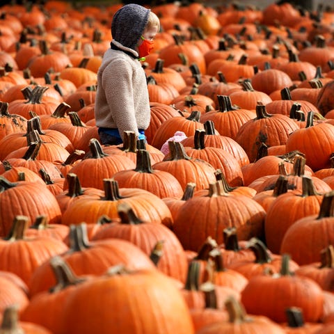 A boy wears a mask as he looks around pumpkins at 