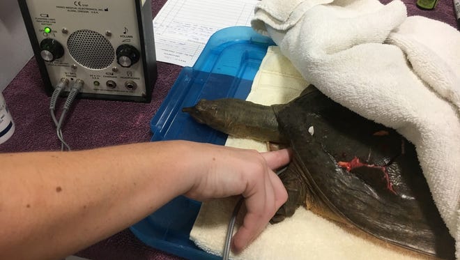 Von Arx Wildlife Hospital staff use a Doppler ultrasound on a softshell turtle. The turtle was fatally wounded after being struck by a car.