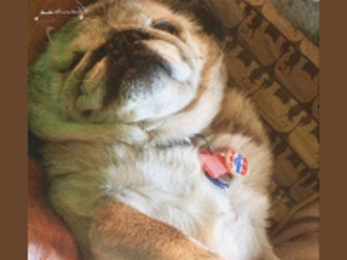 ugliest pug in the world meet the world s ugliest contestants ugliest pug in the world meet the world s ugliest contestants