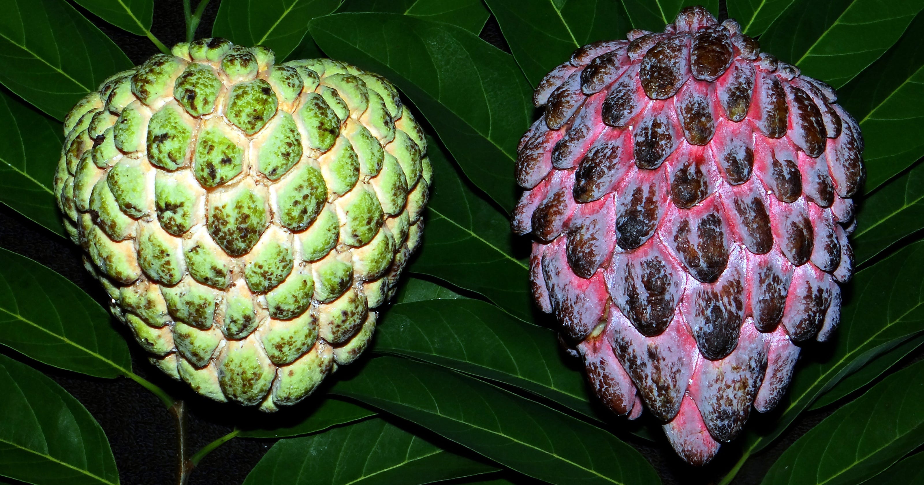 Saw fruit. Сахарное яблоко черимойя. Аннона НОЙНА. Аннона Чешуйчатая. НОЙНА сахарное яблоко аннона Чешуйчатая.