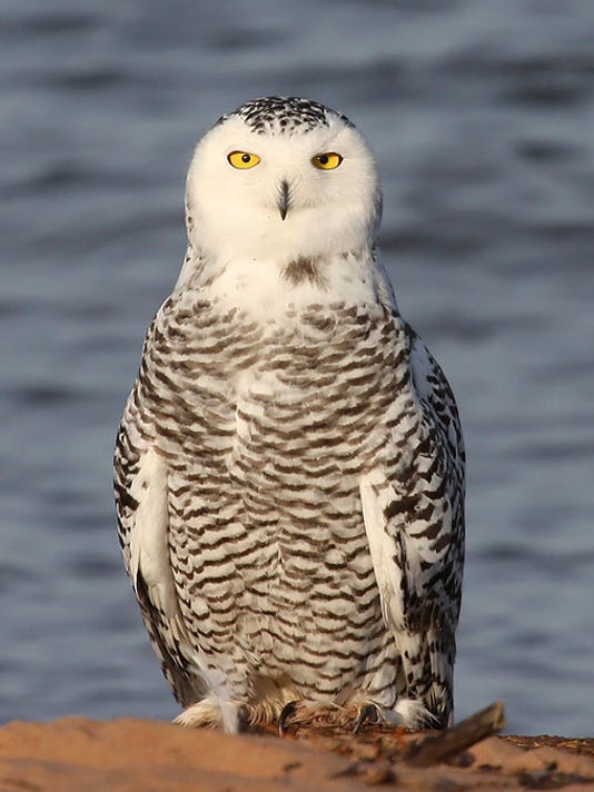 Snowy owls showing up in Wisconsin