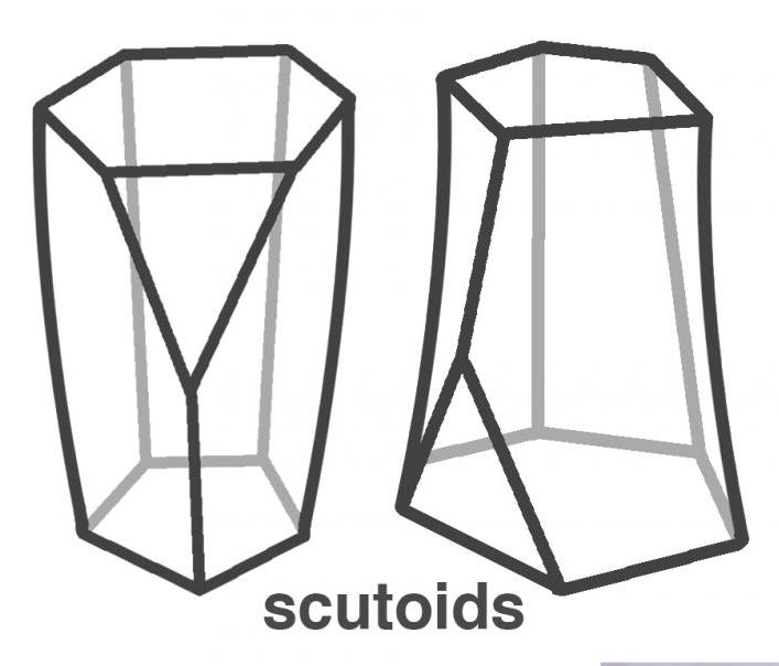 Scutoids have six sides on one end, five on another and a triangular surface on one edge.