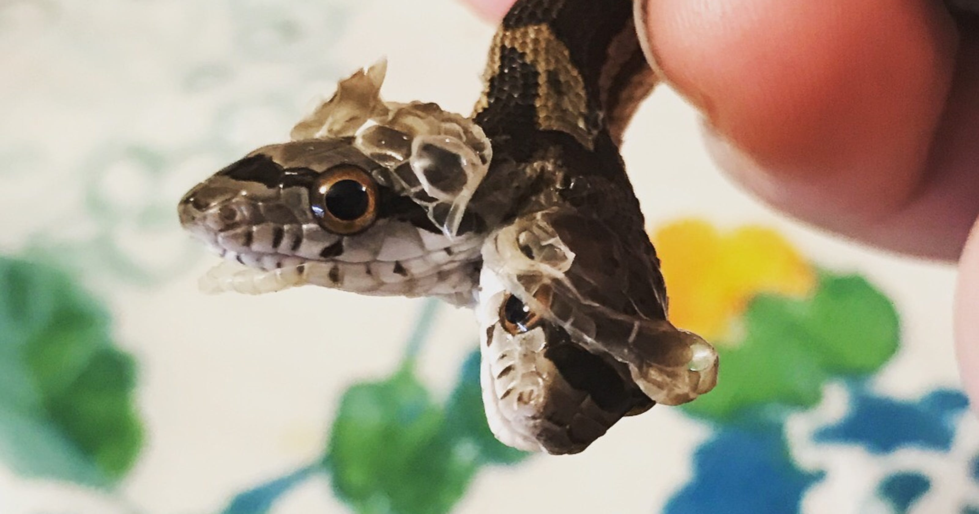 2 headed snake toy