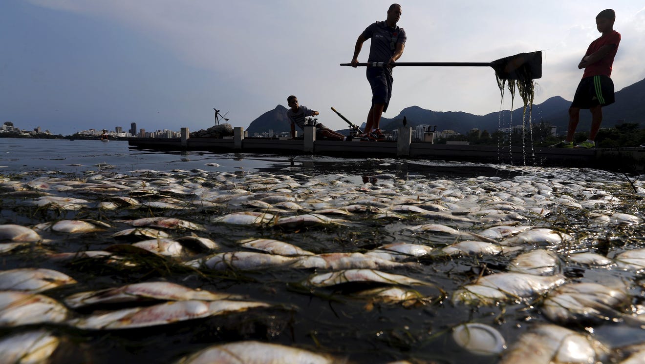 Рыбки гибнут. Рыбы Рио де Жанейро. Рыбы в загрязненных морях. Загрязнение воды рыбы.