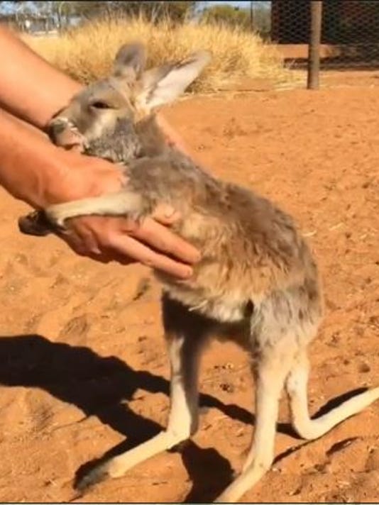 Baby Kangaroo Orphan Loves To Hug It Out