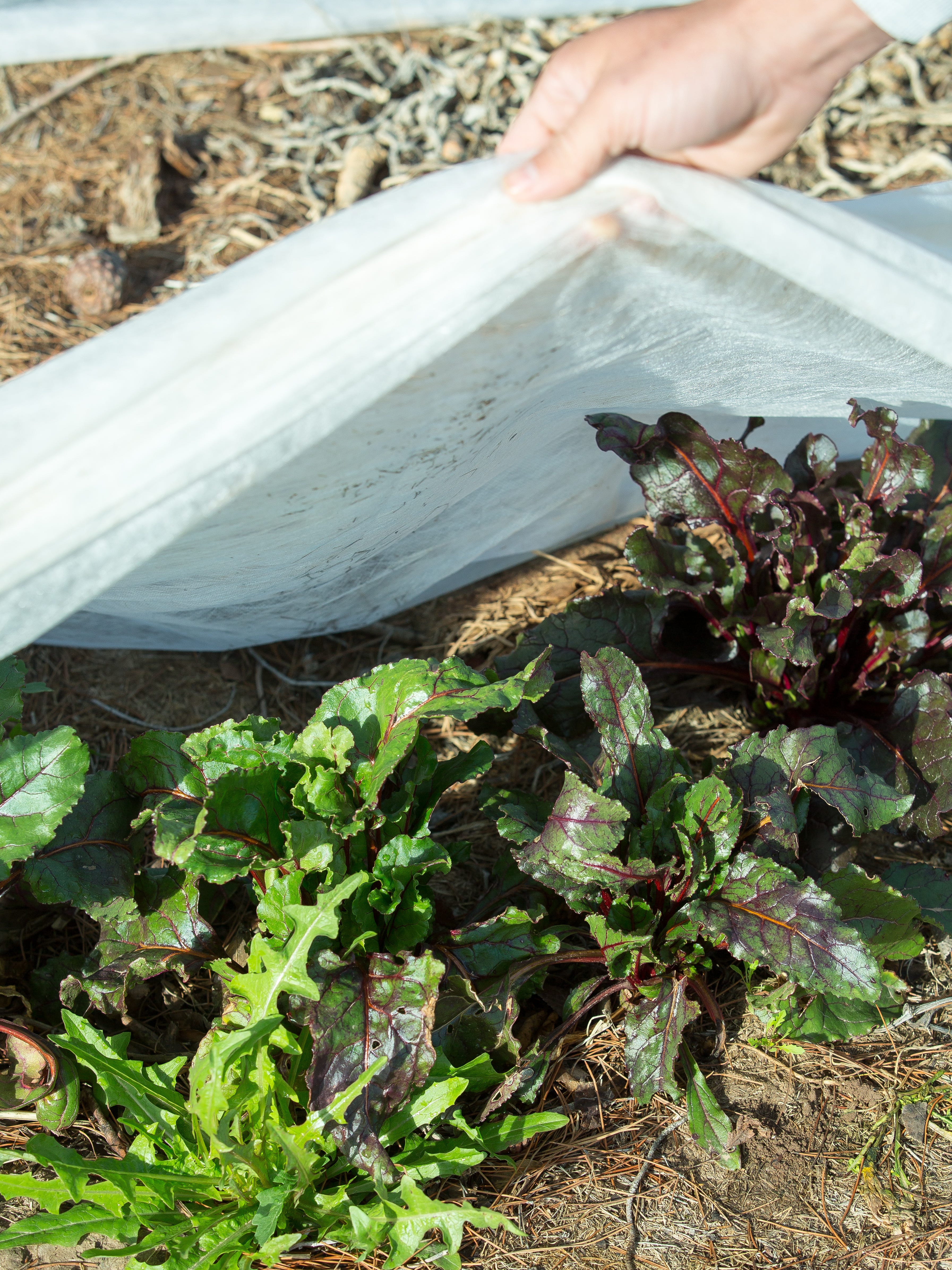 How to grow vegetables in the desert