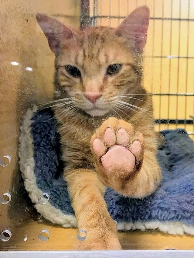 Charming Cat Morris Is Hard To Resist Dogs Cats Forever