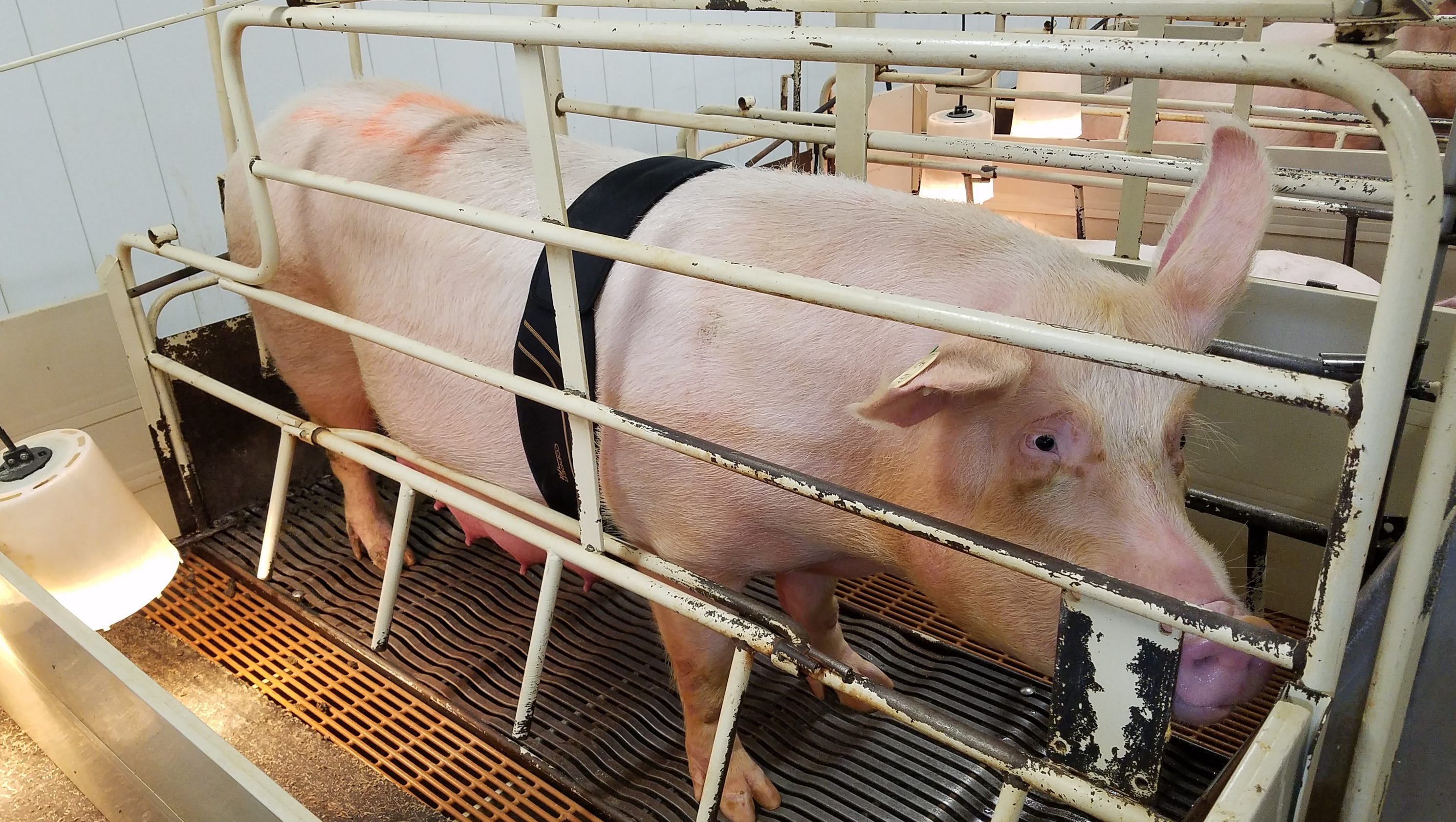 Iowan who invented shock collar for mother pigs named Entrepreneur of