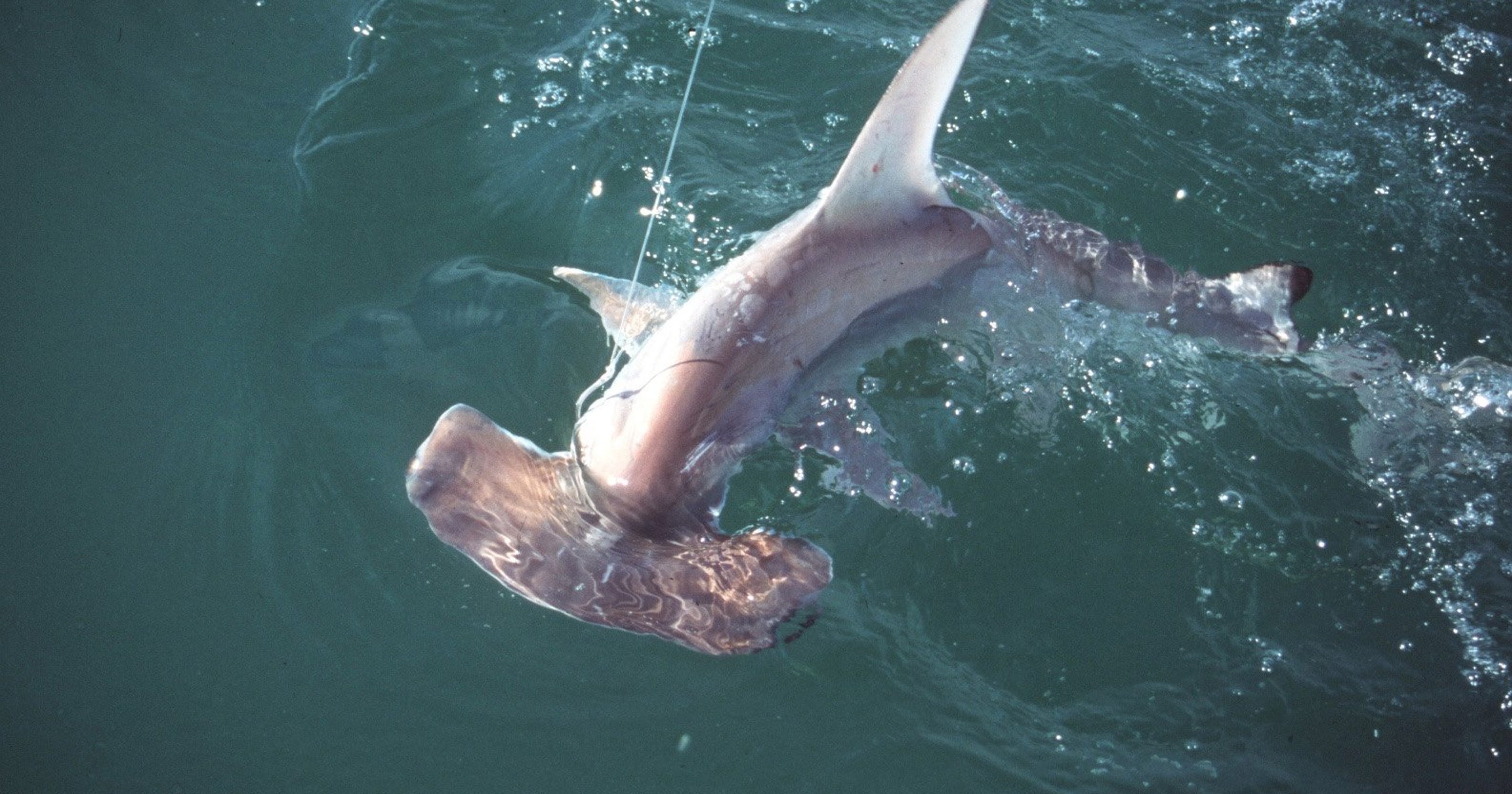 valentino hammerhead shark
