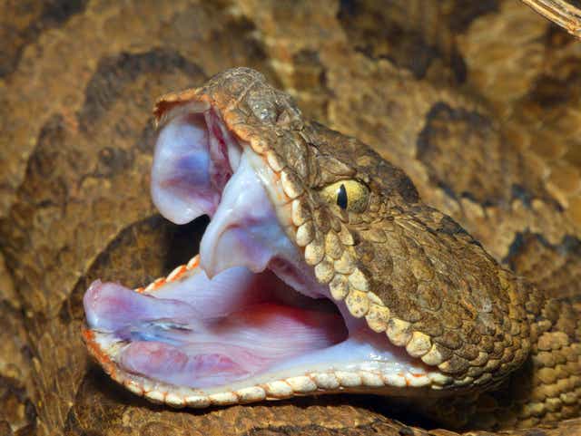 How To Handle Living In Northern Nevada S Rattlesnake Country