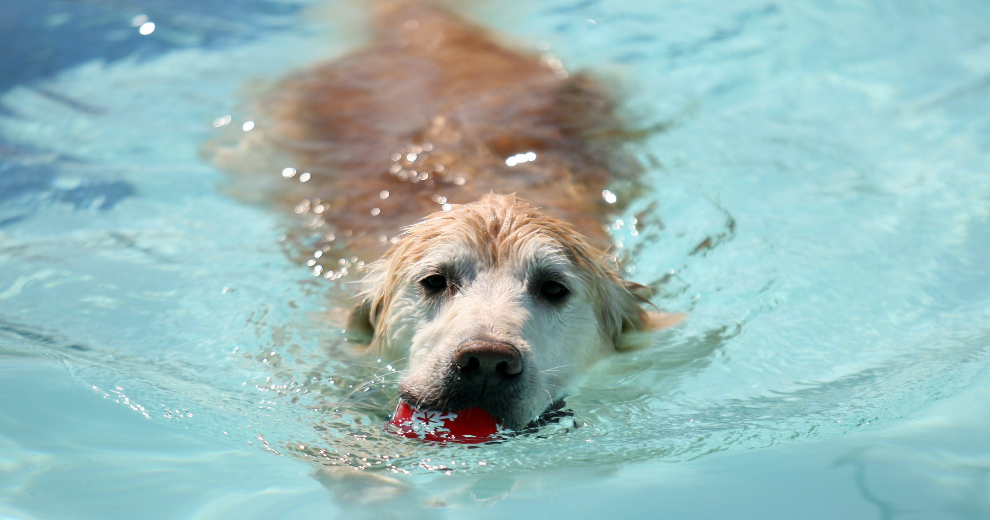 'Pooch Plunge' among dog swim events in metro Detroit