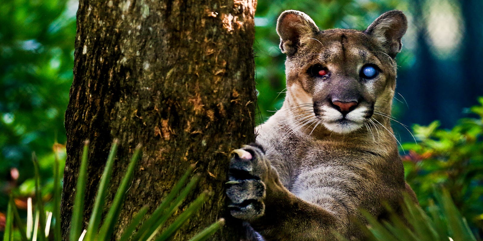 beloved-florida-panther-uno-died-sunday-at-naples-zoo