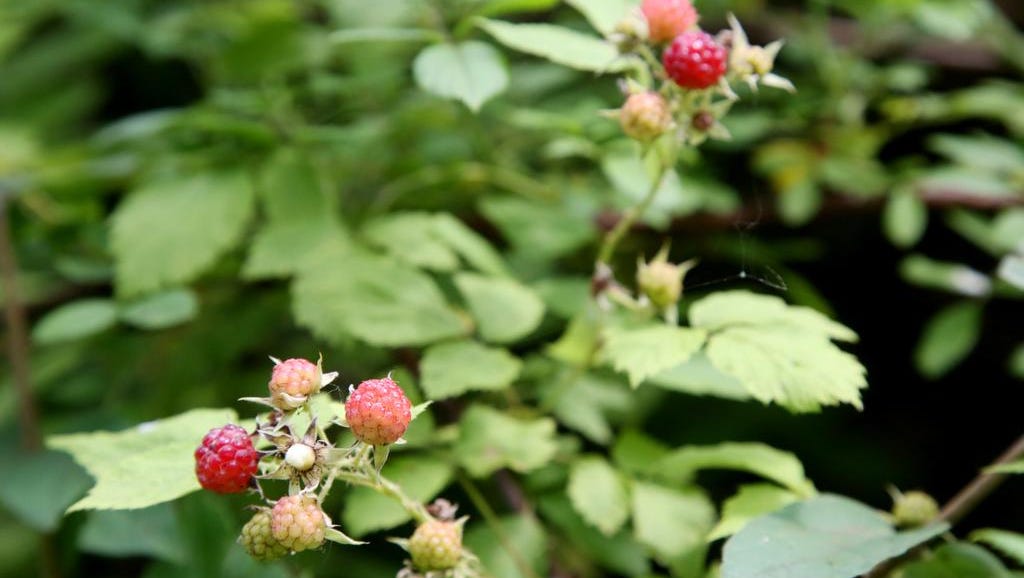 Adventure Iowa Finding Food Amidst Nature
