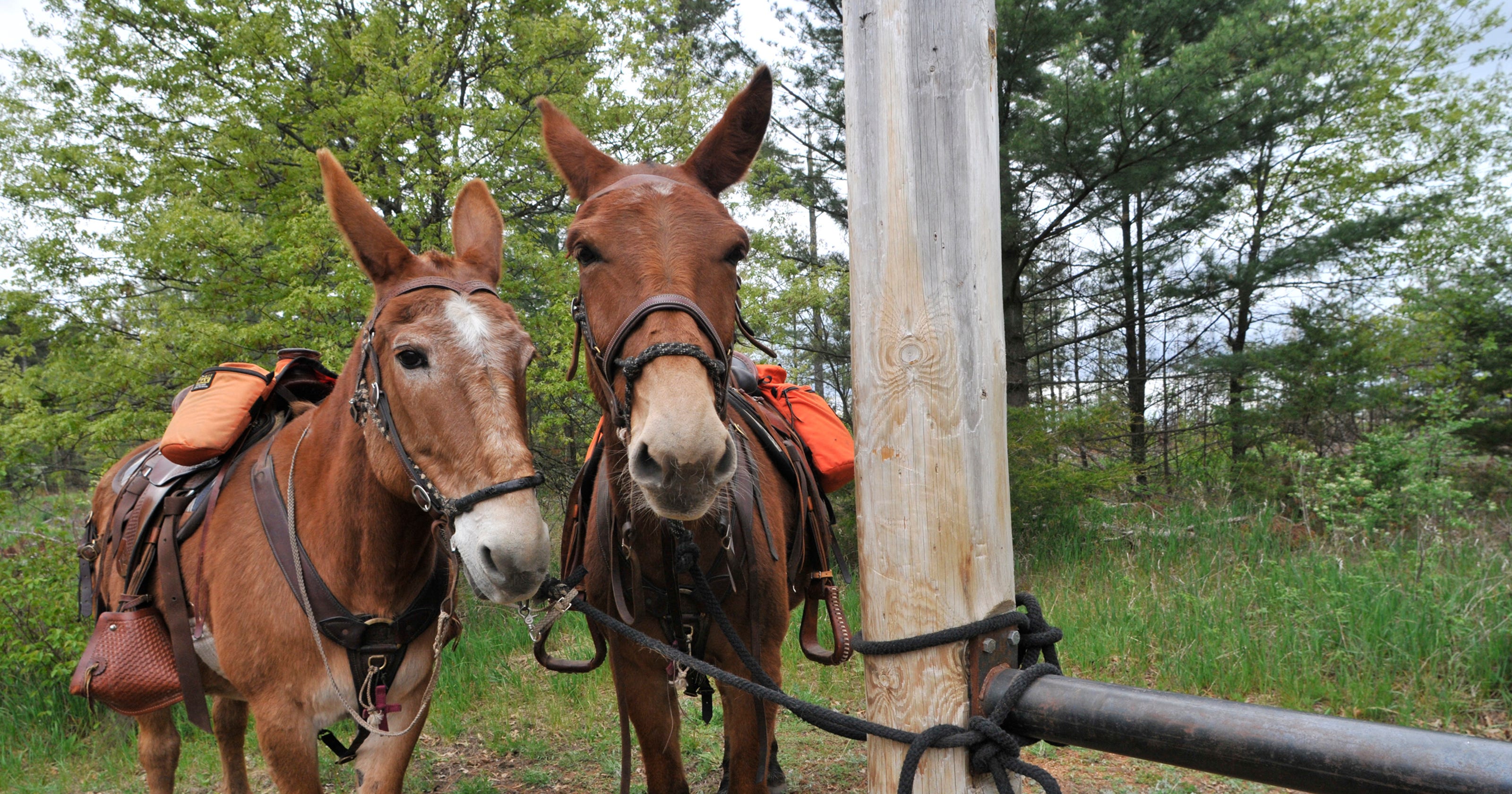 Trail riding with mules: A Minnesota club bucks myths