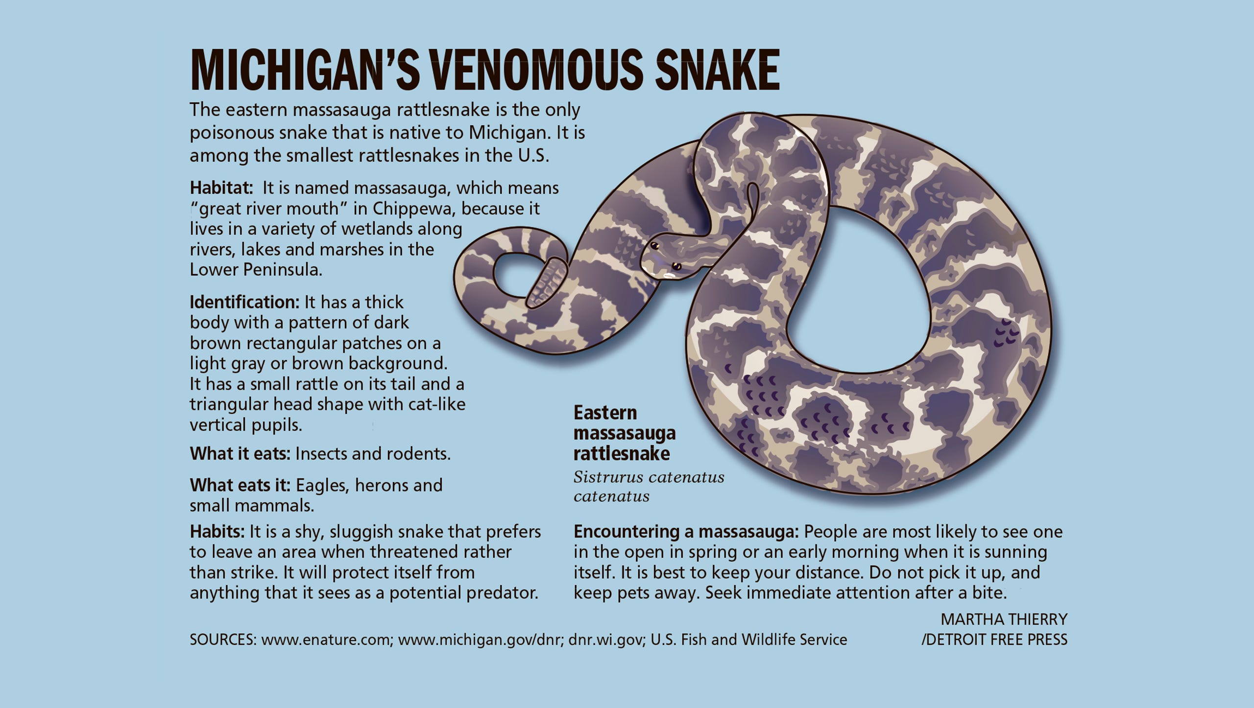 Michigan S Only Venomous Snake Now Federally Protected
