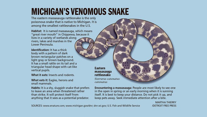 Michigan S Only Venomous Snake Now Federally Protected