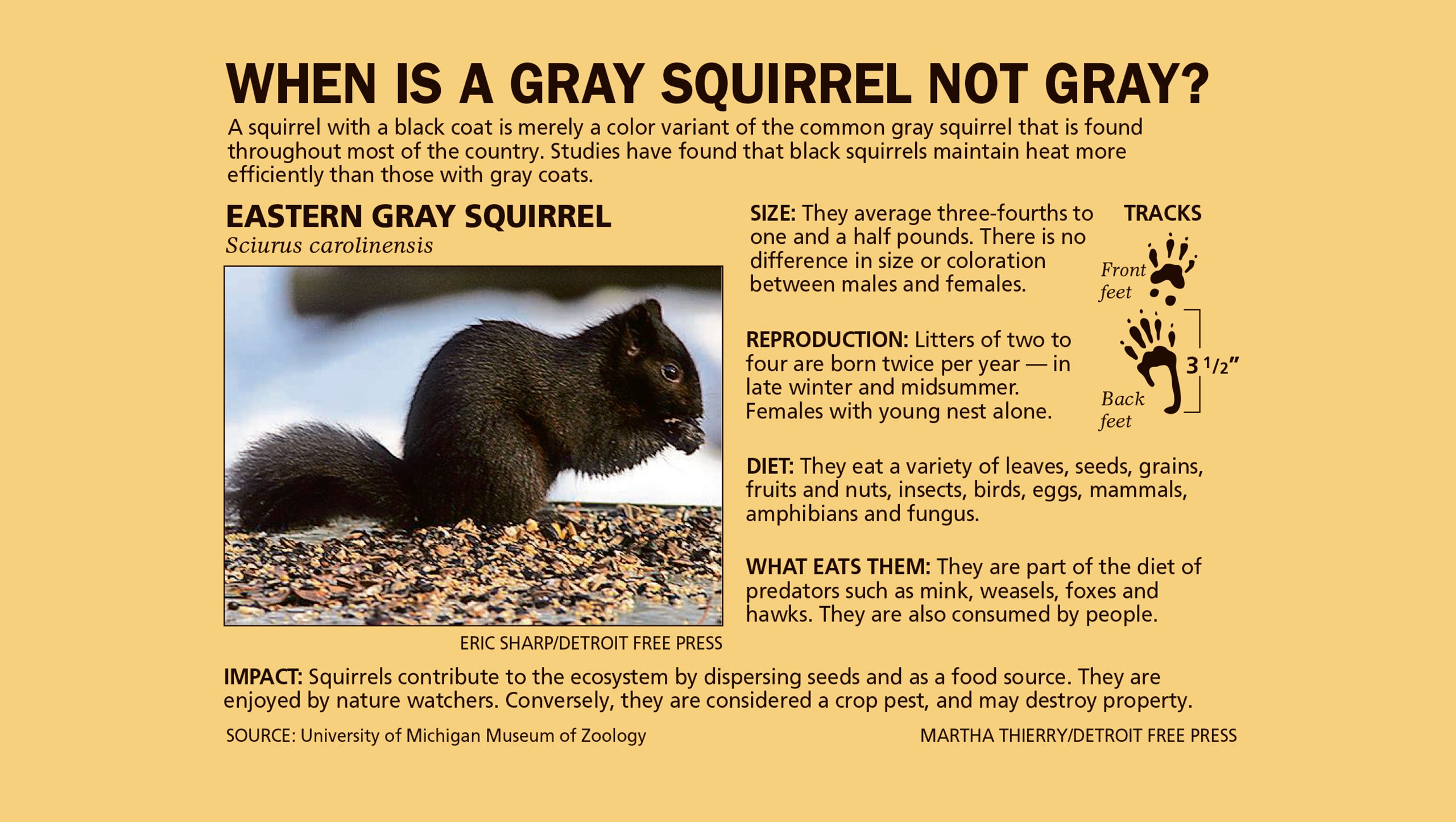 Why Are There So Many Black Squirrels In Battle Creek